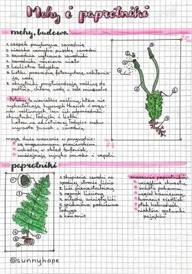 Budowa i Znaczenie Mchu oraz Paprotników - Klasa 5