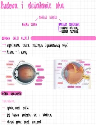 Budowa i działanie oka - schemat, funkcje, warstwy, soczewka i więcej!