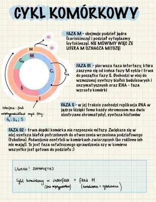 Cykl komórkowy i jego fazy - Fazy mitozy i mejozy, replikacja DNA