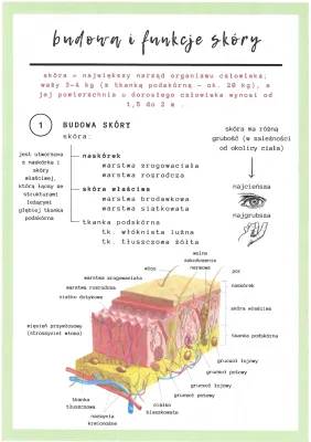 Budowa i Funkcje Skóry – Notatka dla Klasy 7