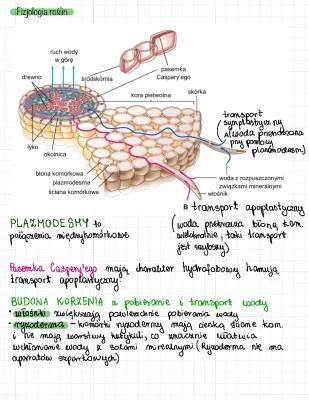 How Plants Drink Juice Through Roots!