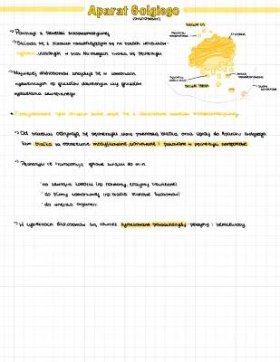 Aparat Golgiego: Budowa i Funkcje w Komórkach Roślinnych i Zwierzęcych