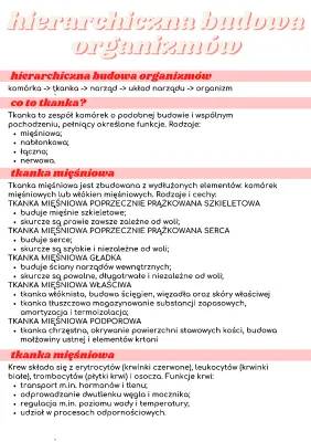 Hierarchiczna budowa organizmu człowieka - notatka i przykłady