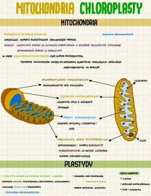 Mitochondria i Chloroplasty: Jak Działają i Co To Endosymbioza