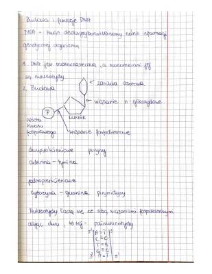 DNA i RNA: Budowa, Funkcje i Rysunki