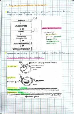 Regulacja wydzielania hormonów: Prezentacja i Notatka o Hormonach Człowieka