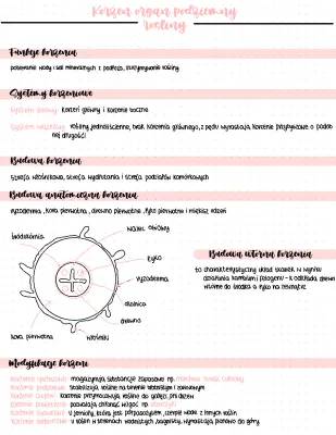 Budowa i Funkcje Korzenia - Klasa 5