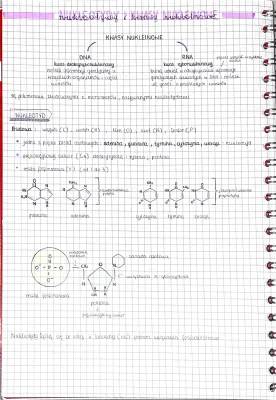 Budowa i funkcje kwasów nukleinowych - ściąga