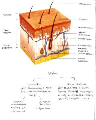 Budowa i Funkcje Skóry: Odkryj 5 Aktywnych Funkcji i Warstwy Skóry
