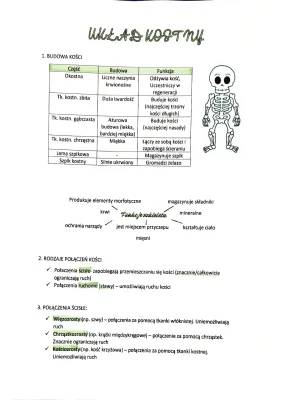 Układ kostny człowieka - Budowa i funkcje szkieletu