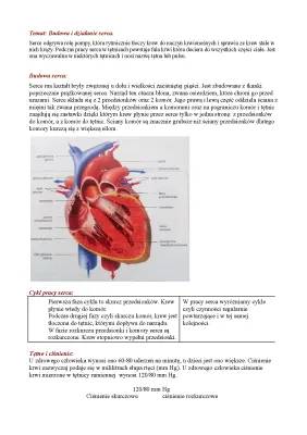 Budowa serca i jak działa - schemat i opis