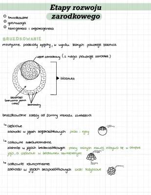 Etapy Rozwoju Zarodkowego i Symetria Zwierząt: Prosta Nauka