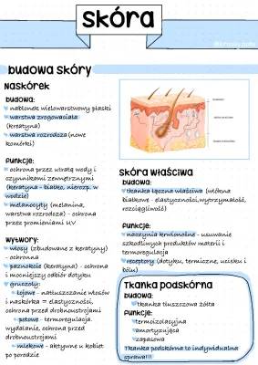 Budowa i funkcje skóry klasa 7 - Prezentacja i test PDF