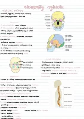 Cool Facts About Your Brain, Spine, and How Boys and Girls Are Different