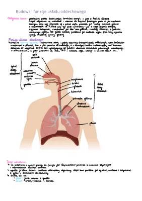 Budowa i funkcje układu oddechowego - notatka dla dzieci