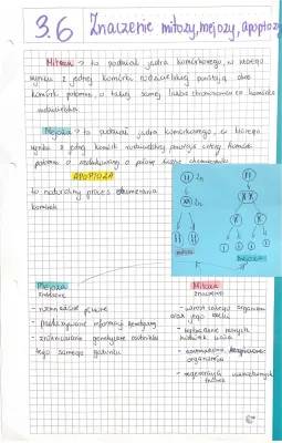 Znaczenie mitozy i mejozy - prosto i klarownie