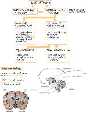 Zrozum Ośrodkowy Układ Nerwowy: Budowa i Funkcje