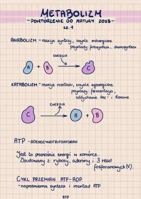 Co to są procesy metaboliczne i fotosynteza? Prosto i szybko!