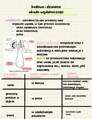 Budowa i działanie układu wydalniczego - co to jest wydalanie?