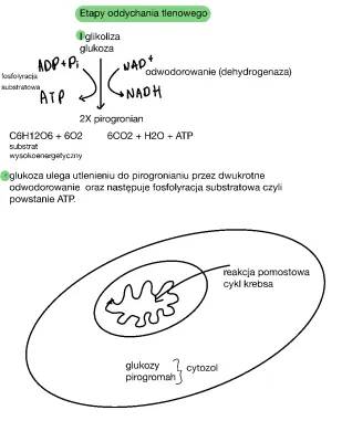 Etapy i Schemat Oddychania Tlenowego i Beztlenowego - Gdzie Zachodzą, Produkty, i Tabele