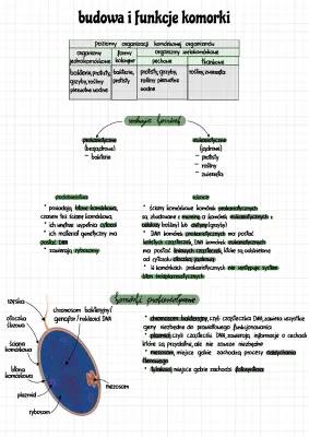 What's the Difference Between Prokaryotic and Eukaryotic Cells?