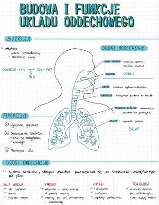 Układ Oddechowy: Budowa, Funkcje i Choroby | Prezentacja dla Klasy 4