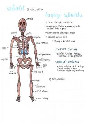 Szkielet człowieka - Budowa i Funkcje