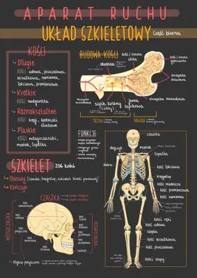 How Your Skeleton Works: Bones, Joints, and Your Spine