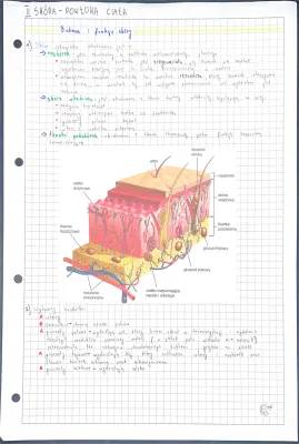 Budowa i Funkcje Skóry Człowieka - Skóra Klasa 7