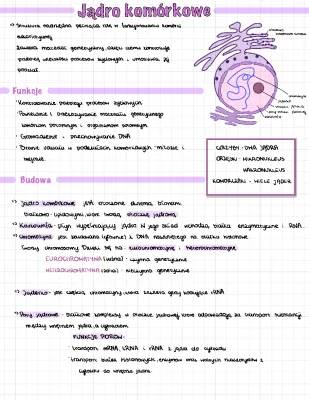 Budowa i Funkcje Jądra Komórkowego - Prosty Przewodnik