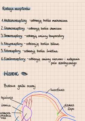 Narządy zmysłów: Podział receptorów i budowa oka i ucha