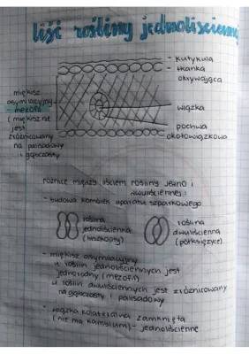 Budowa i Funkcje Liścia oraz Rośliny Jednoliścienne i Dwuliścienne - Przykłady