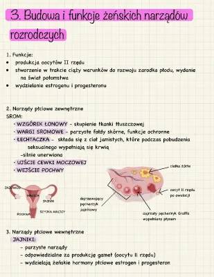 Budowa i Funkcje Żeńskiego Układu Rozrodczego - Klasa 7