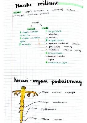 Budowa i Funkcje Korzenia - Klasa 5