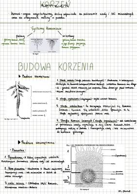 Budowa i Funkcje Korzeni Roślinek: Odkrywamy Tajemnice