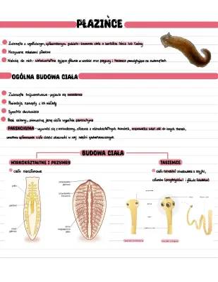 Czym są płazińce? Notatka biologiczna dla klasy 6