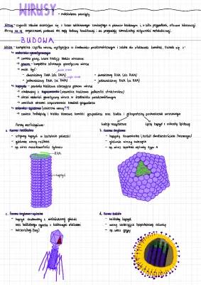 Jak wyglądają wirusy? Budowa i formy morfologiczne