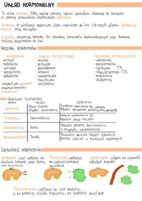 Układ hormonalny: Funkcje, Gruczoły, Notatki i Testy