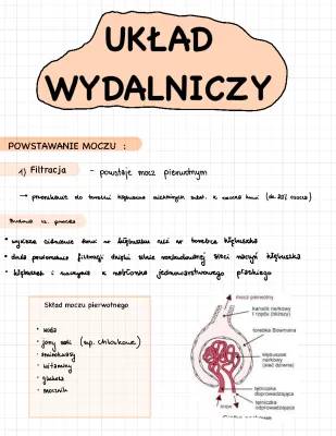 Układ wydalniczy: Budowa i Etapy Powstawania MOCZU