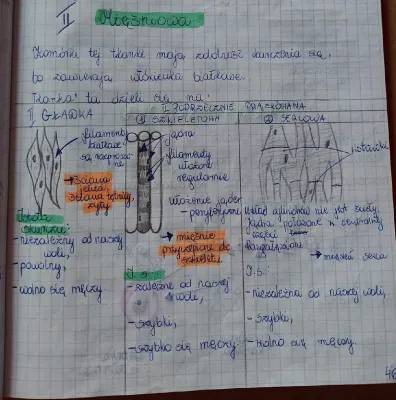 Rodzaje tkanki mięśniowej: tabela i funkcje mięśni