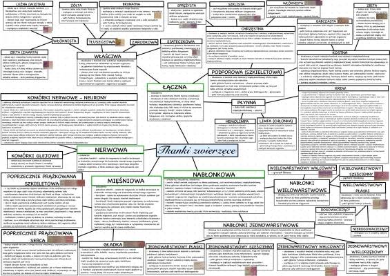 Mapa myśli: Tkanki zwierzęce, Fibroblasty i Komórki glejowe - Matura z biologii od zera