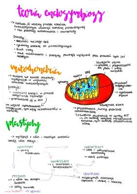 Budowa mitochondriów i chloroplastów