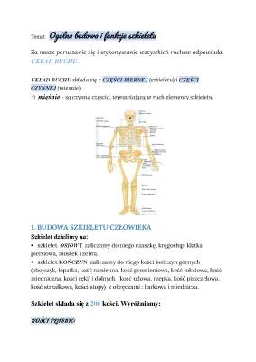 Budowa i funkcje szkieletu człowieka - prosty opis