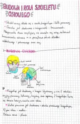 Szkielet człowieka - budowa i funkcje: Odkrywamy szkielet osiowy i czaszkę