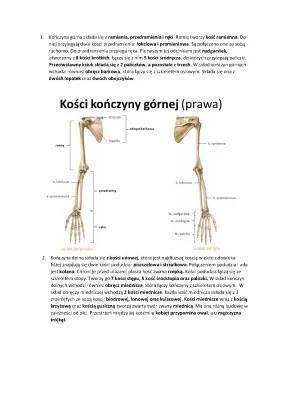 Budowa Szkieletu i Kończyn - Klasa 7: Szkielet Człowieka i Kości