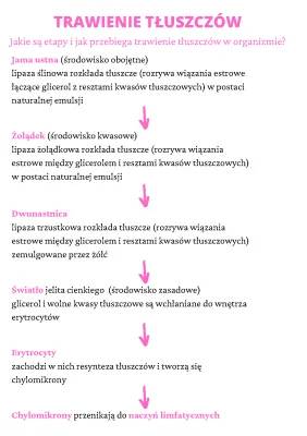 Emulgacja i trawienie tłuszczów – etapy i schematy