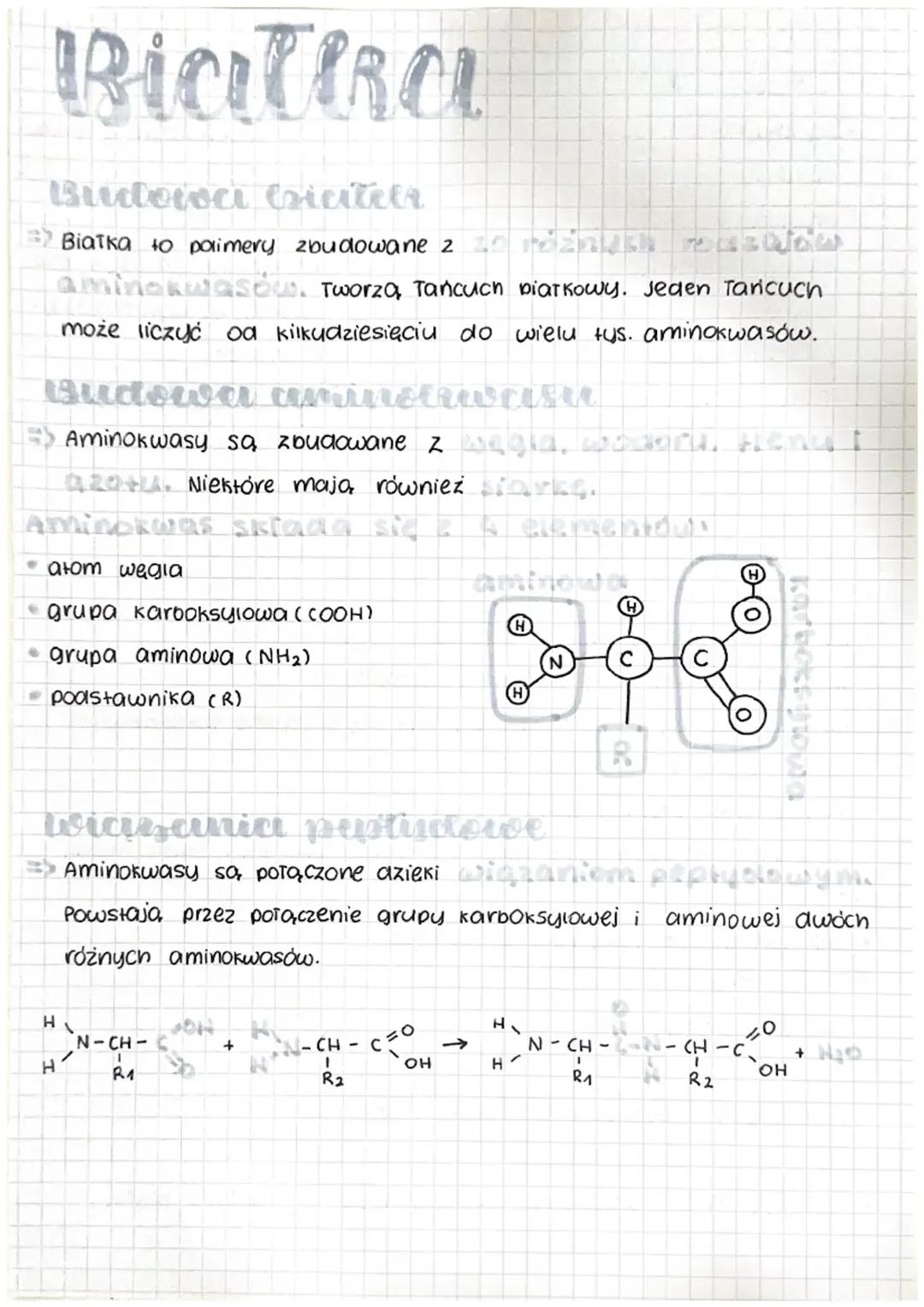 Białka: Podstawowe Informacje i Ich Funkcje