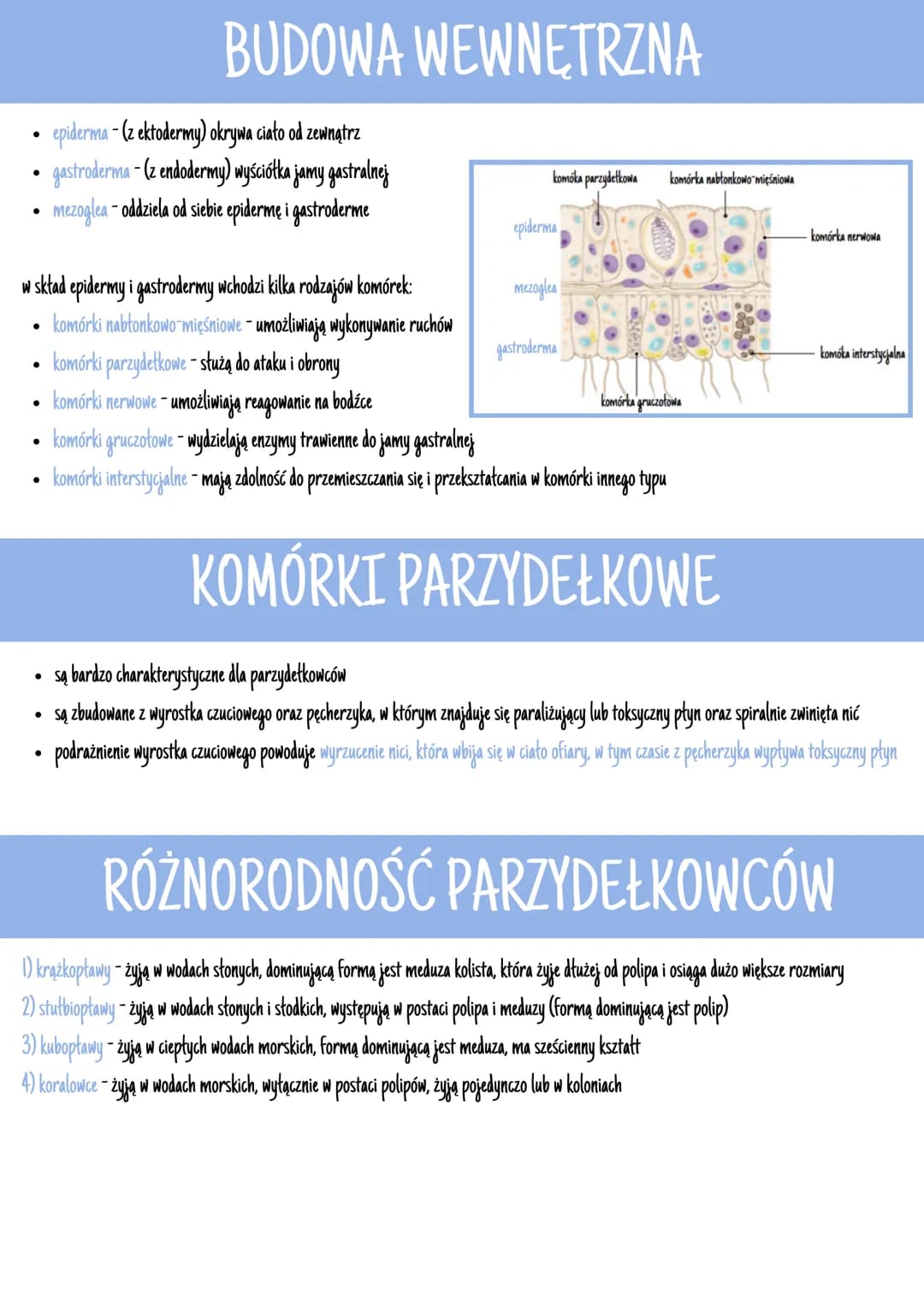 # BUDOWA CIAŁA

- ich tkanki wywodzą się z ektodermy i endodermy (**dwuwarstwowce**)
- mają otwór gębowy, który jest otoczony czułkami i pła