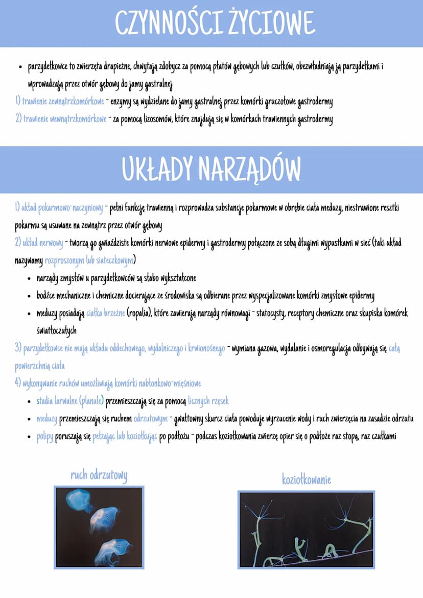 # BUDOWA CIAŁA

- ich tkanki wywodzą się z ektodermy i endodermy (**dwuwarstwowce**)
- mają otwór gębowy, który jest otoczony czułkami i pła