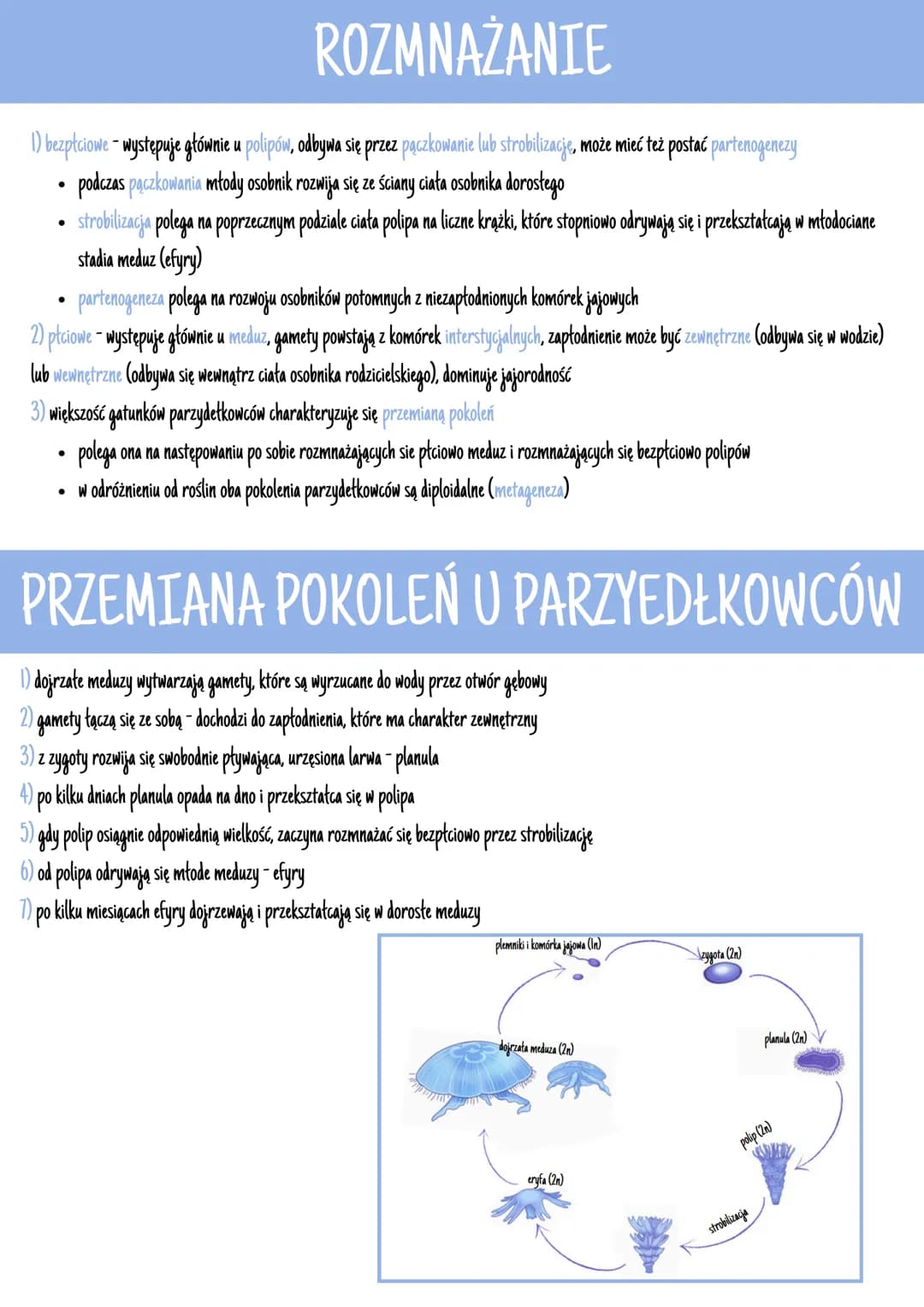 # BUDOWA CIAŁA

- ich tkanki wywodzą się z ektodermy i endodermy (**dwuwarstwowce**)
- mają otwór gębowy, który jest otoczony czułkami i pła